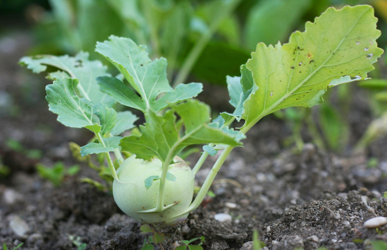 Kohlrabi