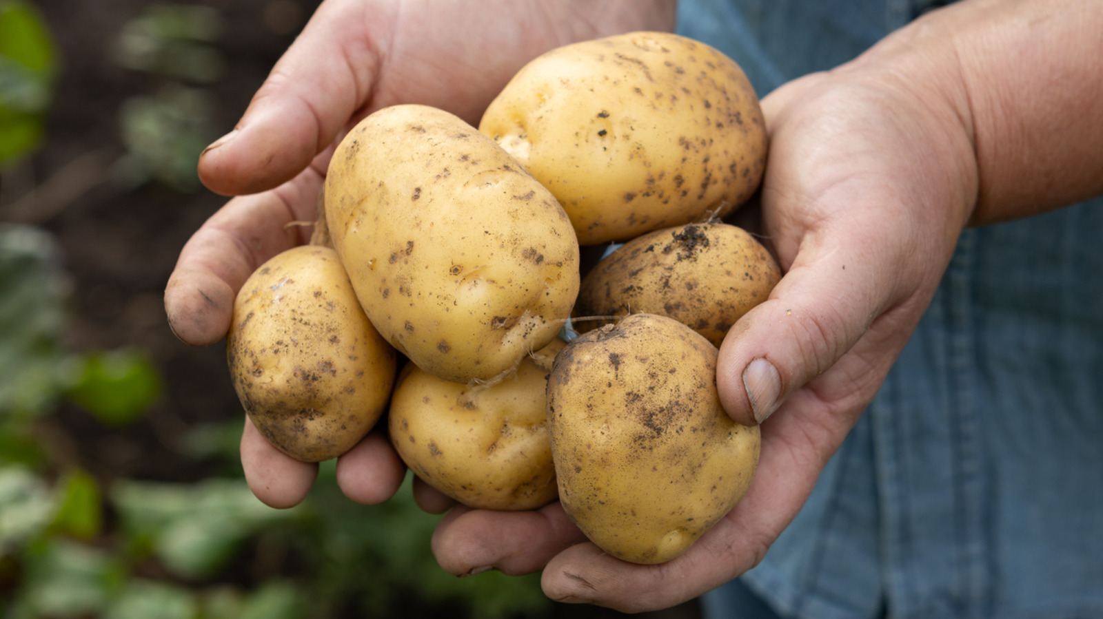 Toss Your Potatoes If You Notice This On The Skin