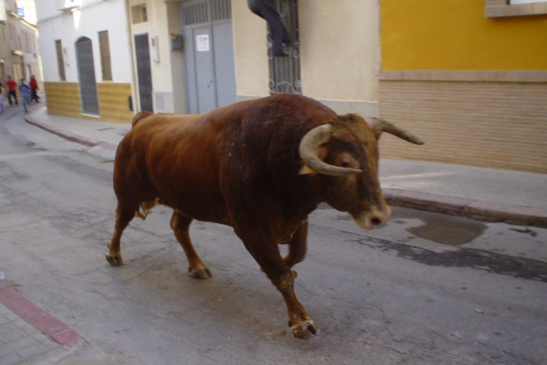 Running of the bulls