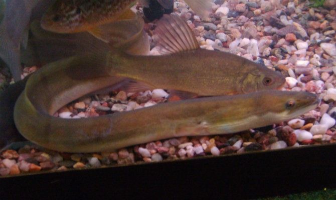 European eel