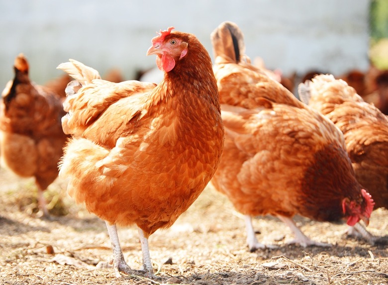 Trader Joe's Eggs Will Be Completely Cage-Free by 2025