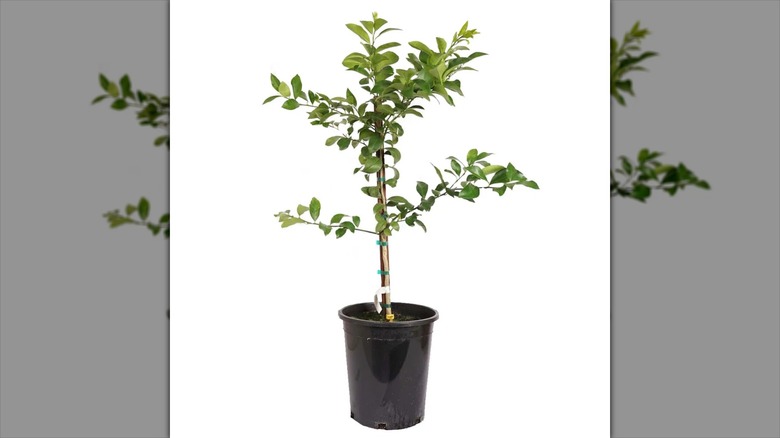 Alder & Oak Improved Meyer lemon in a pot