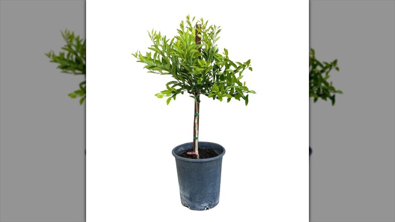 Alder & Oak Kishu mandarin tree in pot