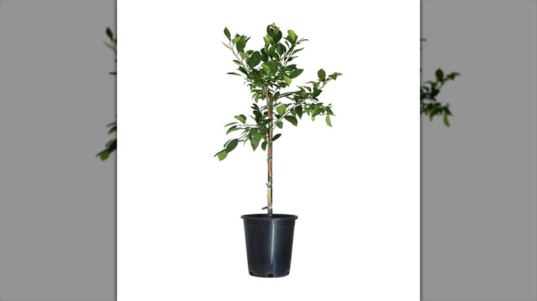 Alder & Oak Owari Satsuma mandarin tree