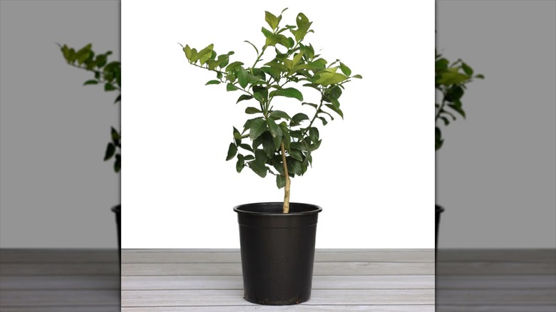 Alder & Oak Bearss lime tree