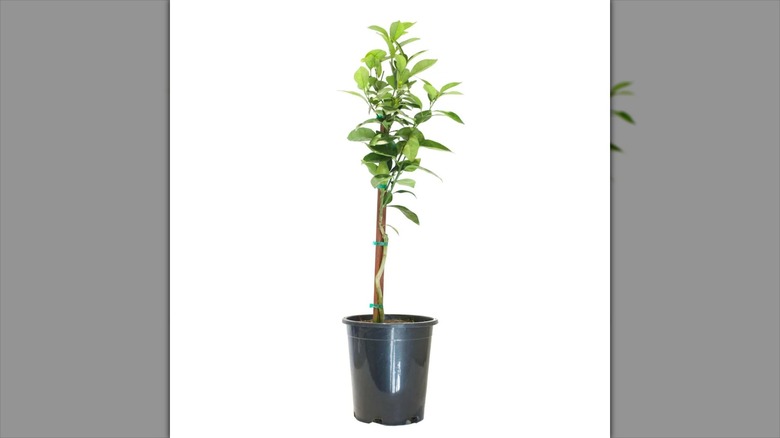 Alder & Oak Cara Cara orange tree