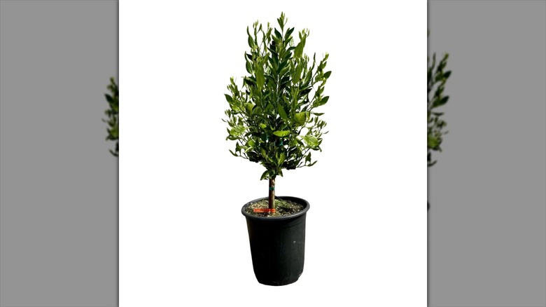 Alder & Oak Shiranui mandarin in a pot