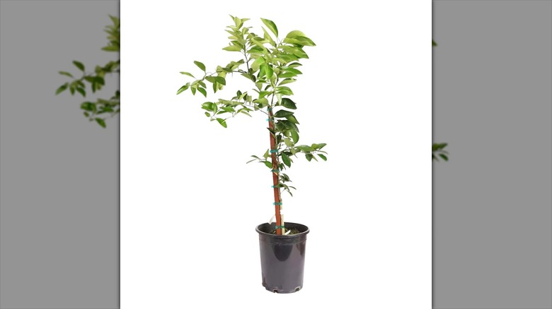 Alder & Oak Washington navel orange tree