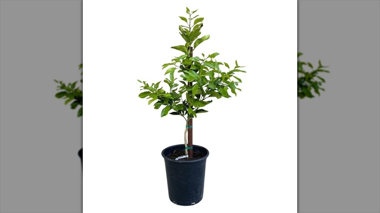 Cocktail grapefruit tree in pot