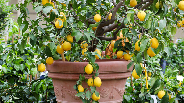 Close-up of a potted lemon tree bearing fruit