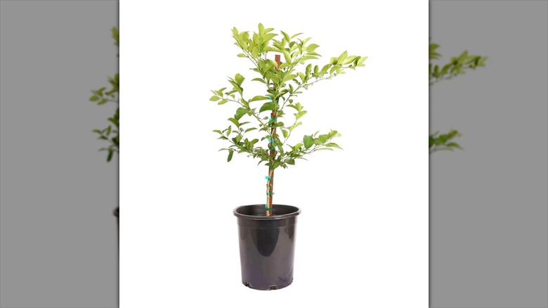 Mexican Key lime tree in pot