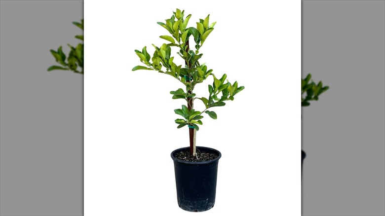 Tahitian pomelo tree in pot