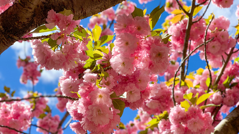 cherry blossom tree at Georgetown