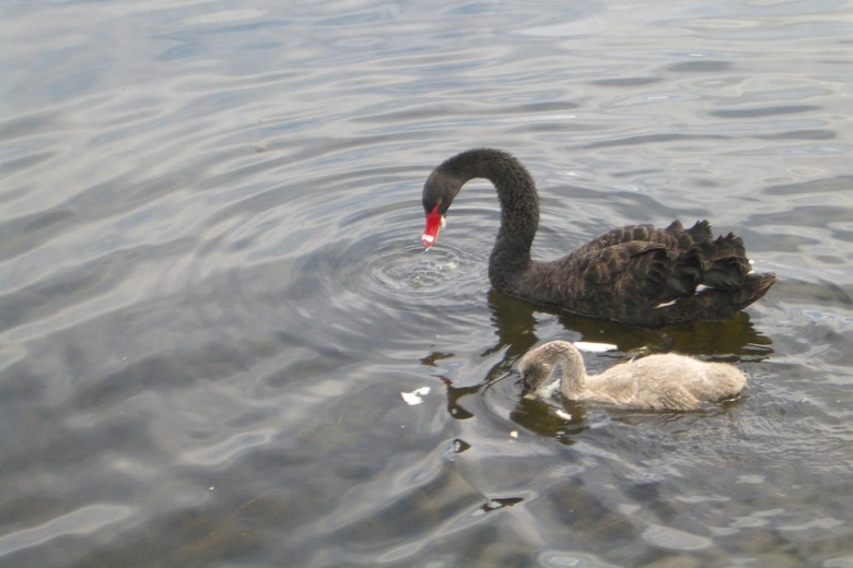 Black swan and cygnet