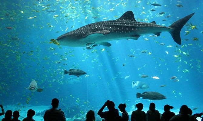 Whale shark