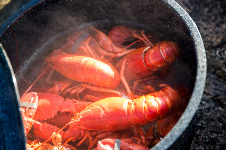 Maine Lobster