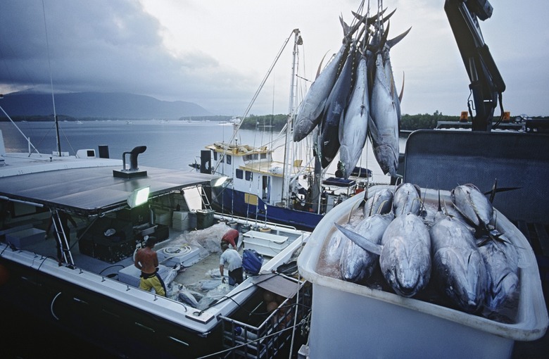 US Overhauls 'Dolphin-Safe' Tuna Labeling to Comply with Ruling from World Trade Organization