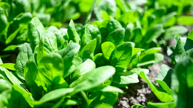 A close-up of baby spinach in a garden