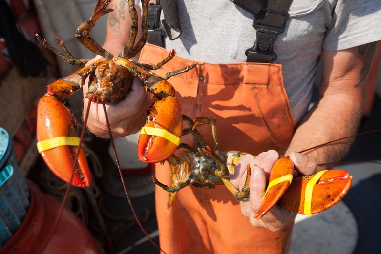 Warming Ocean Waters Are Killing All the Lobsters, Scientists Warn