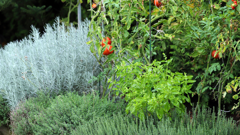 Thyme and rosemary growing in a garden among other herbs and plants like tomatoes
