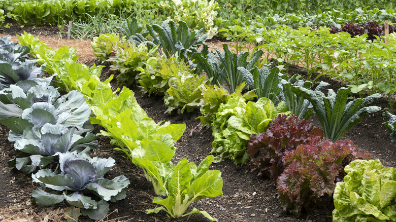 rows of vegetables planted in garden