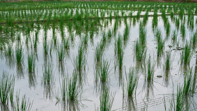 Chinese water chestnut plants