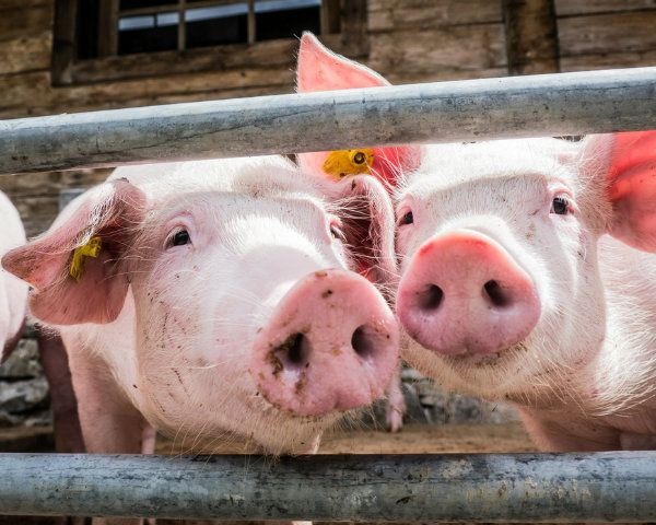 Wendy's Demands Animal Welfare Reports from Pork Suppliers 