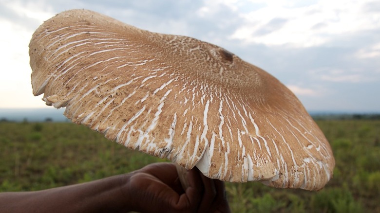 Giant white mushroom in hand outside
