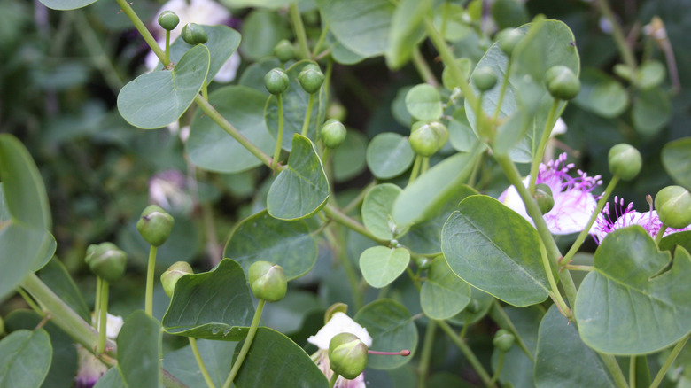 Capparis spinosa, the caper plant
