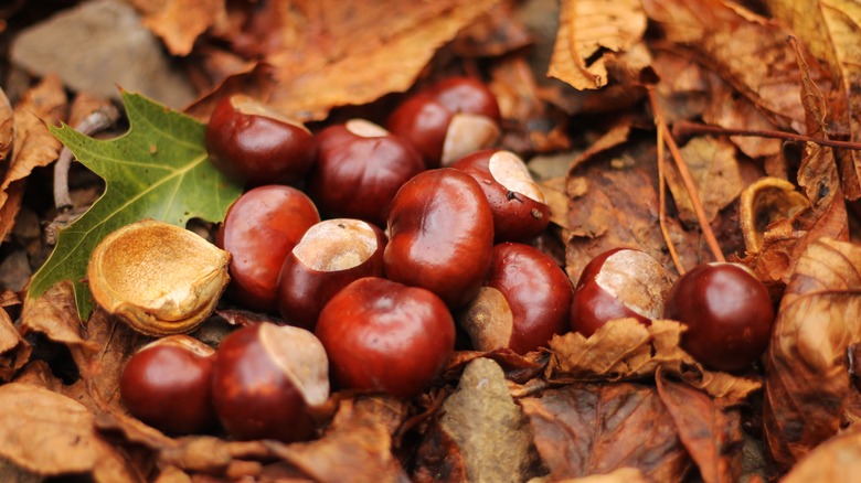 Chestnuts on leaves