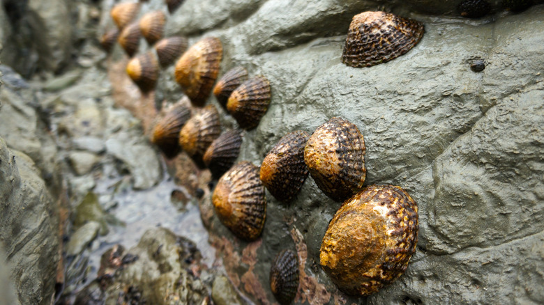 Limpets attached to rock