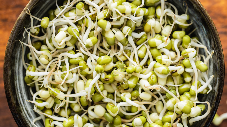 bowl full of sprouted mung beans