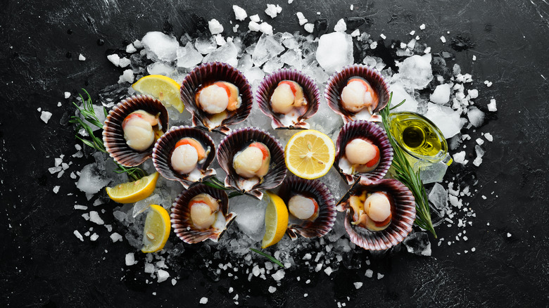 Raw scallops in shells