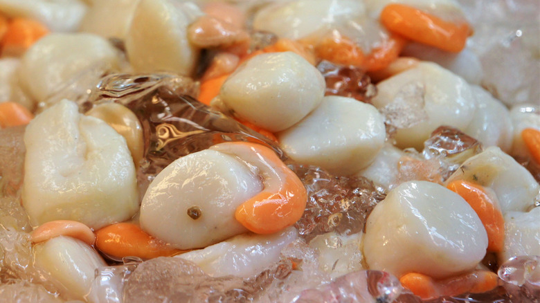 Freshly shucked scallops