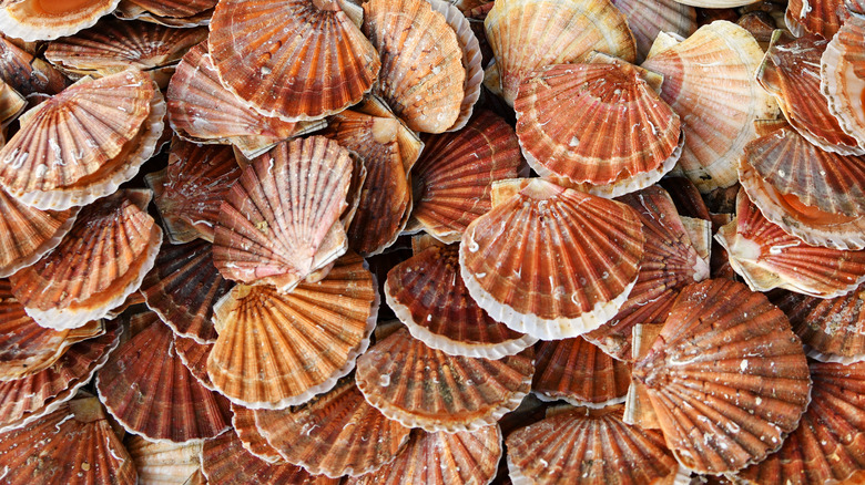 Scallop shells