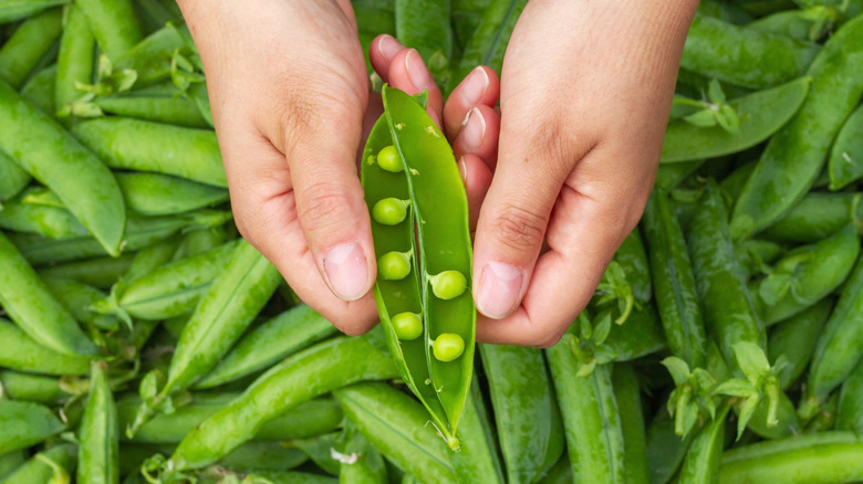 Freshly harvested peas