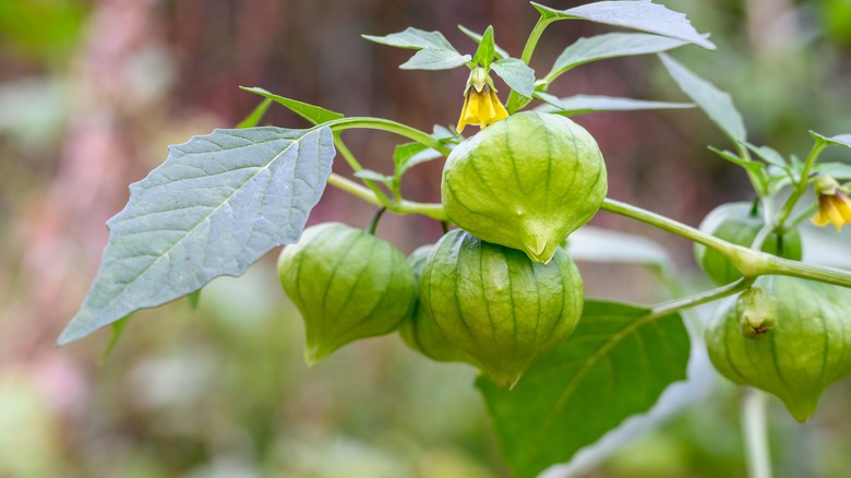 tomatillo plant with fruits and leaves