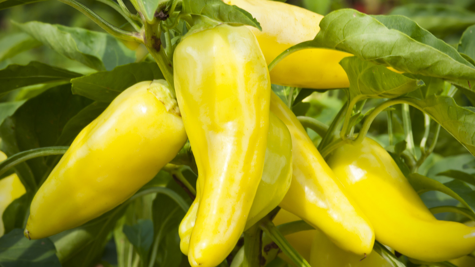 What Can You Do With Banana Peppers? - Vimarsana News