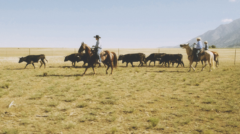 cowboys herding cattle