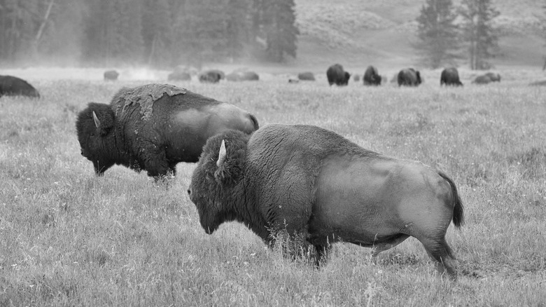 bison roam in tall grass