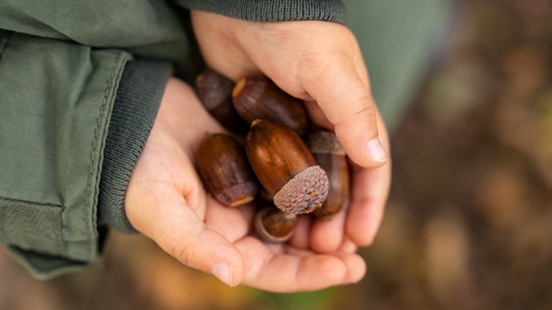 Hands holding acorns