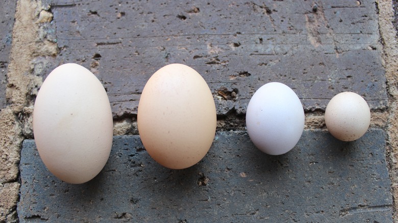 eggs of various sizes