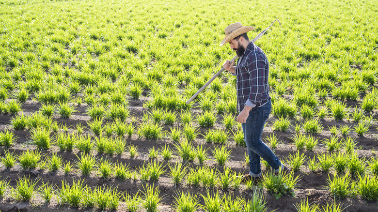 Farmer in tiger nut field