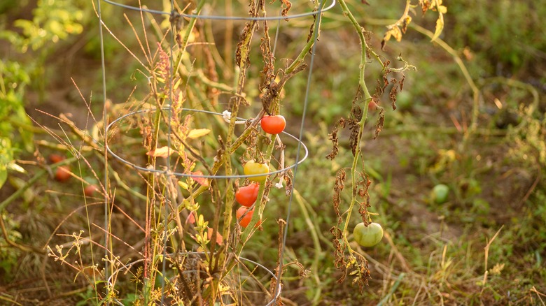 A tomato plant supported by a wire cage.