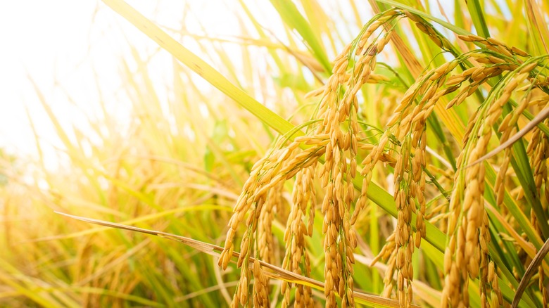 rice crop
