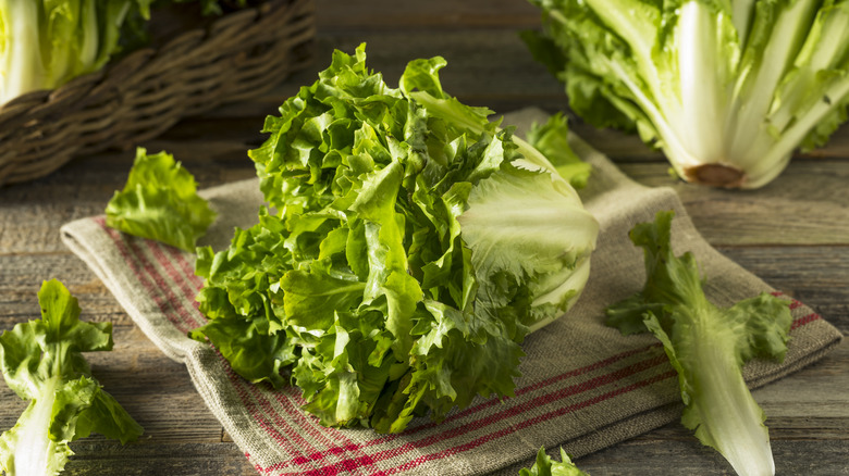 head of escarole on cloth