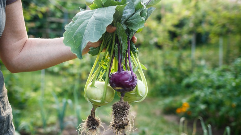 woman holding purple kohlrabi