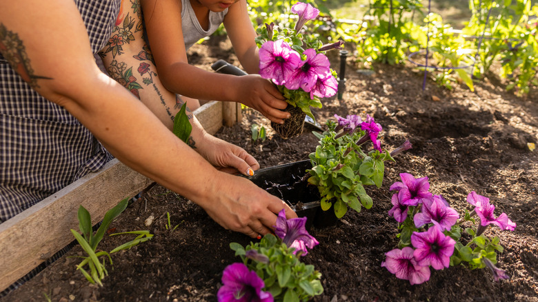A child's hands planting pink flowers next to the hands of a woman
