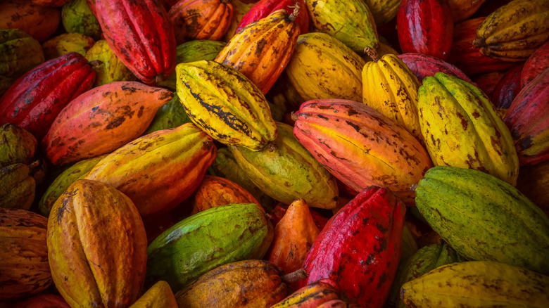 cocoa bean pods