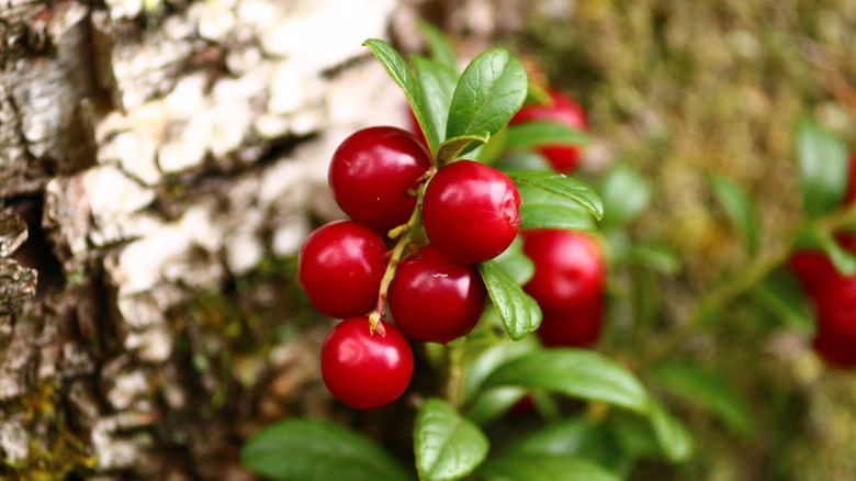 Lingonberry bushes